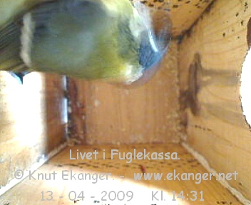 Kjttmeis. - Fuglekasse med kamera, flg med p livet i fuglekassa. -  Foto: Knut Ekanger