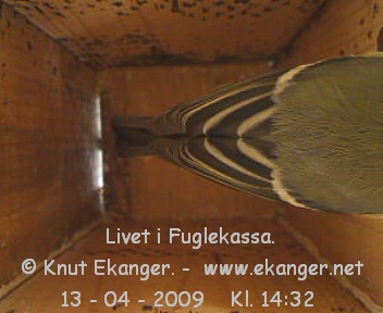 Kjttmeis. - Fuglekasse med kamera, flg med p livet i fuglekassa. -  Foto: Knut Ekanger