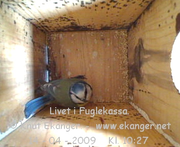 Blmeis. - Fuglekasse med kamera, flg med p livet i fuglekassa. -  Foto: Knut Ekanger