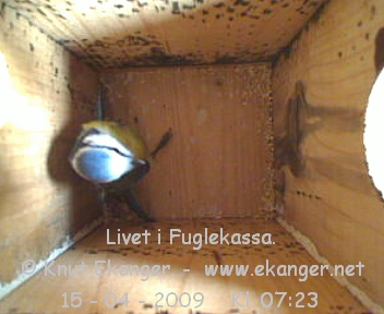 Blmeis. - Fuglekasse med kamera, flg med p livet i fuglekassa. -  Foto: Knut Ekanger
