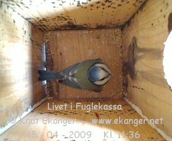 Blmeis. - Fuglekasse med kamera, flg med p livet i fuglekassa. -  Foto: Knut Ekanger