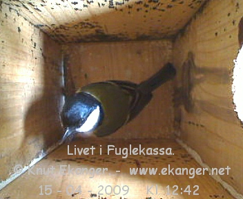 Kjttmeis. - Fuglekasse med kamera, flg med p livet i fuglekassa. -  Foto: Knut Ekanger