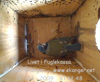 Blmeis. - Fuglekasse med kamera, flg med p livet i fuglekassa. -  Foto: Knut Ekanger
