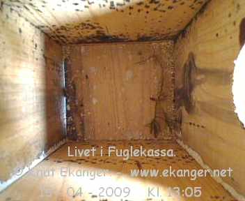 Mose etter Blmeisen. - Fuglekasse med kamera, flg med p livet i fuglekassa. -  Foto: Knut Ekanger