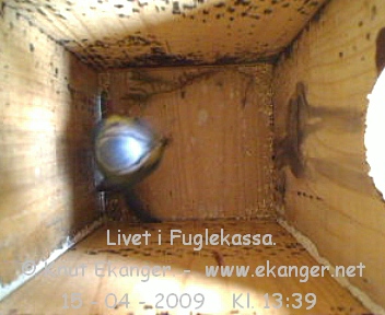 Blmeis. - Fuglekasse med kamera, flg med p livet i fuglekassa. -  Foto: Knut Ekanger