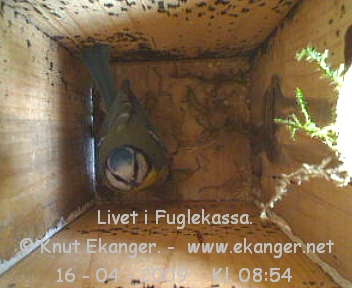 Blmeis. - Fuglekasse med kamera, flg med p livet i fuglekassa. -  Foto: Knut Ekanger