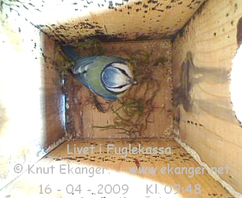 Blmeis. - Fuglekasse med kamera, flg med p livet i fuglekassa. -  Foto: Knut Ekanger