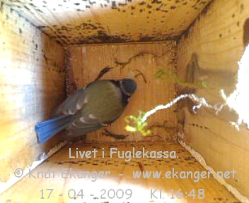 Blmeis. - Fuglekasse med kamera, flg med p livet i fuglekassa. -  Foto: Knut Ekanger