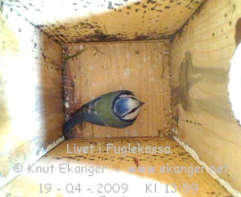 Blmeis. - Fuglekasse med kamera, flg med p livet i fuglekassa. -  Foto: Knut Ekanger