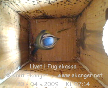 Blmeis. - Fuglekasse med kamera, flg med p livet i fuglekassa. -  Foto: Knut Ekanger