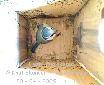 Blmeis. - Fuglekasse med kamera, flg med p livet i fuglekassa. -  Foto: Knut Ekanger