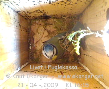 Blmeis. - Fuglekasse med kamera, flg med p livet i fuglekassa. -  Foto: Knut Ekanger