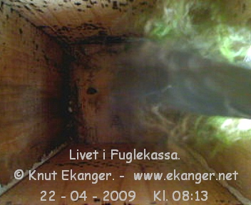 Blmeis. - Fuglekasse med kamera, flg med p livet i fuglekassa. -  Foto: Knut Ekanger