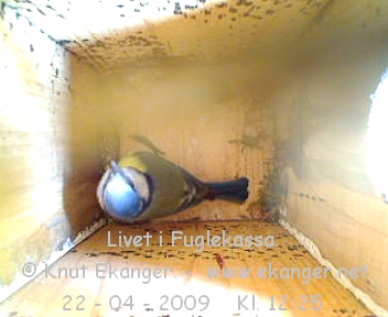 Blmeis. - Fuglekasse med kamera, flg med p livet i fuglekassa. -  Foto: Knut Ekanger