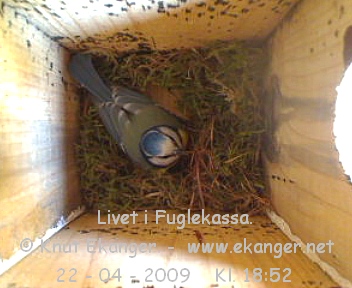 Blmeis. - Fuglekasse med kamera, flg med p livet i fuglekassa. -  Foto: Knut Ekanger