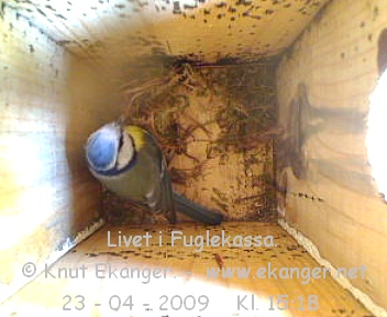 Blmeis. - Fuglekasse med kamera, flg med p livet i fuglekassa. -  Foto: Knut Ekanger