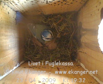 Blmeis. - Fuglekasse med kamera, flg med p livet i fuglekassa. -  Foto: Knut Ekanger