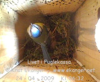 Blmeis. - Fuglekasse med kamera, flg med p livet i fuglekassa. -  Foto: Knut Ekanger