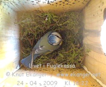 Blmeis. - Fuglekasse med kamera, flg med p livet i fuglekassa. -  Foto: Knut Ekanger