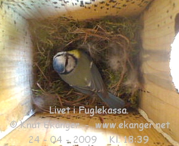 Blmeis. - Fuglekasse med kamera, flg med p livet i fuglekassa. -  Foto: Knut Ekanger