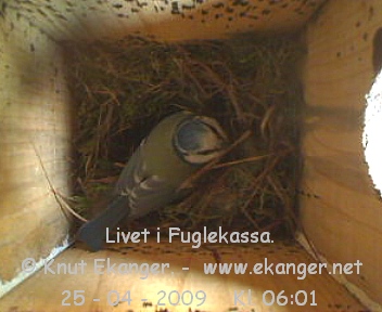 Blmeis. - Fuglekasse med kamera, flg med p livet i fuglekassa. -  Foto: Knut Ekanger