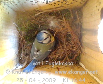 Blmeis. - Fuglekasse med kamera, flg med p livet i fuglekassa. -  Foto: Knut Ekanger