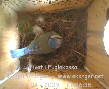 Blmeis. - Fuglekasse med kamera, flg med p livet i fuglekassa. -  Foto: Knut Ekanger