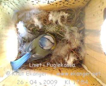 Blmeis. - Fuglekasse med kamera, flg med p livet i fuglekassa. -  Foto: Knut Ekanger