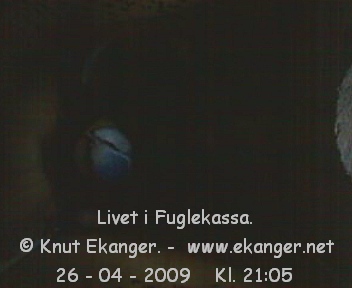 Blmeis. - Fuglekasse med kamera, flg med p livet i fuglekassa. -  Foto: Knut Ekanger