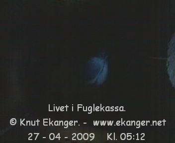 Blmeis. - Fuglekasse med kamera, flg med p livet i fuglekassa. -  Foto: Knut Ekanger