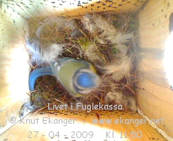 Blmeis. - Fuglekasse med kamera, flg med p livet i fuglekassa. -  Foto: Knut Ekanger