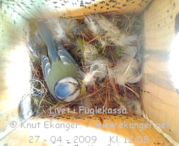Blmeis. - Fuglekasse med kamera, flg med p livet i fuglekassa. -  Foto: Knut Ekanger
