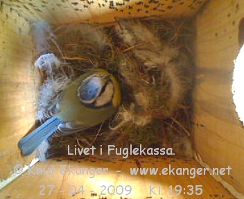 Blmeis. - Fuglekasse med kamera, flg med p livet i fuglekassa. -  Foto: Knut Ekanger