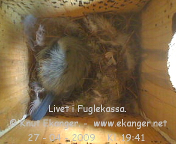 Blmeis. - Fuglekasse med kamera, flg med p livet i fuglekassa. -  Foto: Knut Ekanger