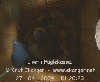 Blmeis. - Fuglekasse med kamera, flg med p livet i fuglekassa. -  Foto: Knut Ekanger