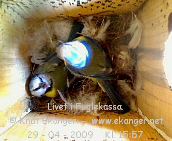 Blmeis. - Fuglekasse med kamera, flg med p livet i fuglekassa. -  Foto: Knut Ekanger