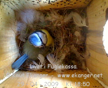 Blmeis. - Fuglekasse med kamera, flg med p livet i fuglekassa. -  Foto: Knut Ekanger