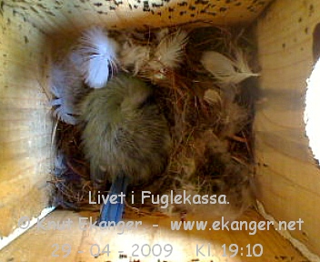Blmeis. - Fuglekasse med kamera, flg med p livet i fuglekassa. -  Foto: Knut Ekanger