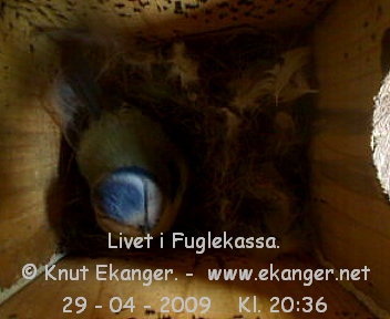 Blmeis. - Fuglekasse med kamera, flg med p livet i fuglekassa. -  Foto: Knut Ekanger