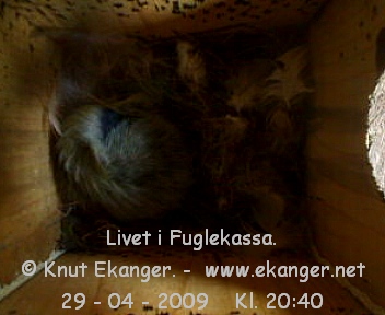 Blmeis. - Fuglekasse med kamera, flg med p livet i fuglekassa. -  Foto: Knut Ekanger