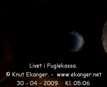 Blmeis. - Fuglekasse med kamera, flg med p livet i fuglekassa. -  Foto: Knut Ekanger