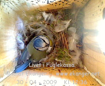 Blmeis. - Fuglekasse med kamera, flg med p livet i fuglekassa. -  Foto: Knut Ekanger