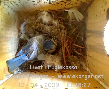 Blmeis. - Fuglekasse med kamera, flg med p livet i fuglekassa. -  Foto: Knut Ekanger