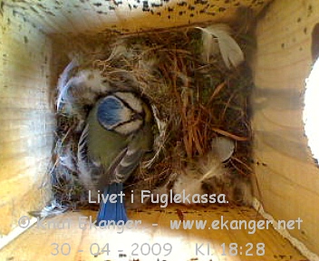 Blmeis. - Fuglekasse med kamera, flg med p livet i fuglekassa. -  Foto: Knut Ekanger