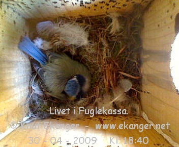 Blmeis. - Fuglekasse med kamera, flg med p livet i fuglekassa. -  Foto: Knut Ekanger