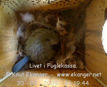 Blmeis. - Fuglekasse med kamera, flg med p livet i fuglekassa. -  Foto: Knut Ekanger