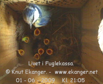 Blmeis med unger. - Fuglekasse med kamera, flg med p livet i fuglekassa. -  Foto: Knut Ekanger