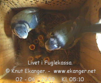 Blmeiser med unger. - Fuglekasse med kamera, flg med p livet i fuglekassa. -  Foto: Knut Ekanger