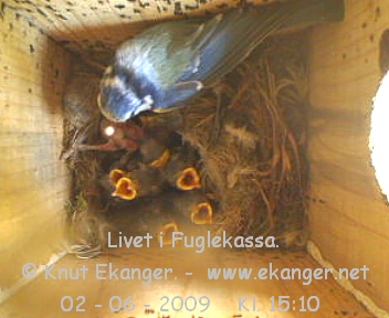 Blmeis med unger. - Fuglekasse med kamera, flg med p livet i fuglekassa. -  Foto: Knut Ekanger