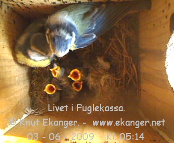 Blmeiser med unger. - Fuglekasse med kamera, flg med p livet i fuglekassa. -  Foto: Knut Ekanger